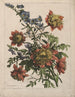 Bouquet - Jean-Baptiste Monnoyer — vy av konstverket
