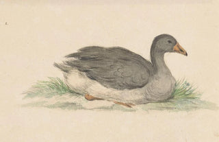 Jean Bernard - Eend naar rechts.webp