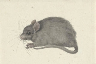 Jean Bernard - Muis naar links.webp