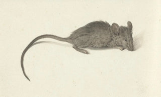 Jean Bernard - Muis naar rechts.webp
