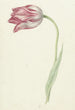 Tulip rosa - Jean Bernard — vy av konstverket