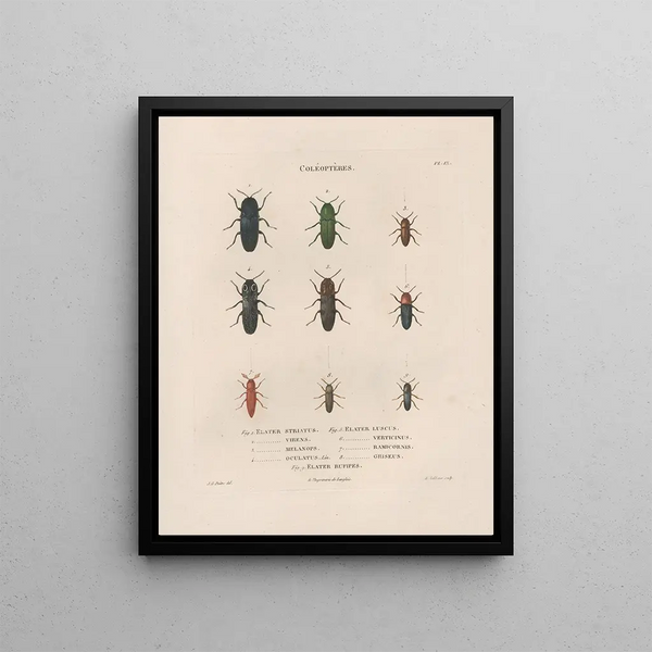 Jean Gabriel Pretre - Insectes recueillis en Afrique et en Amrique Pl08.webp