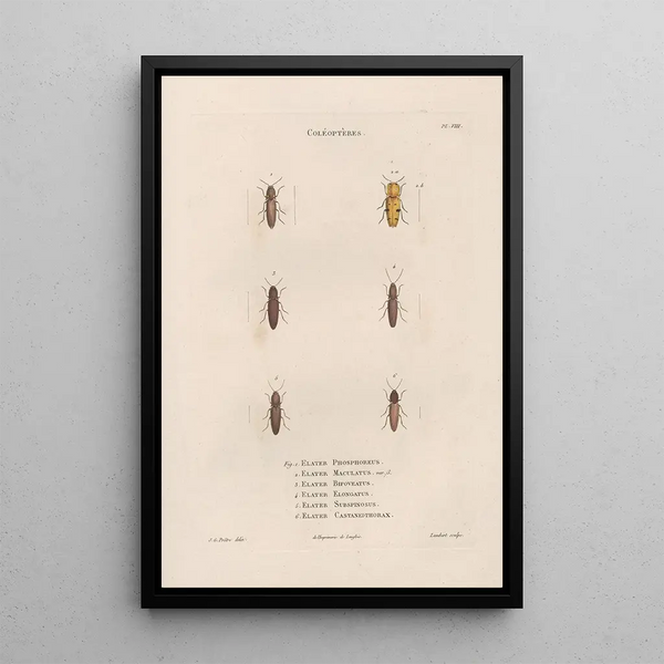 Jean Gabriel Pretre - Insectes recueillis en Afrique et en Amrique Pl09.webp