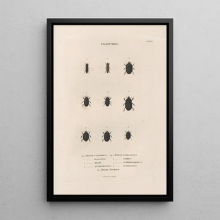 Jean Gabriel Pretre - Insectes recueillis en Afrique et en Amrique Pl11.webp