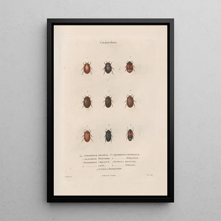 Jean Gabriel Pretre - Insectes recueillis en Afrique et en Amrique Pl12.webp