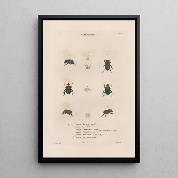 Jean Gabriel Pretre - Insectes recueillis en Afrique et en Amrique Pl14.webp