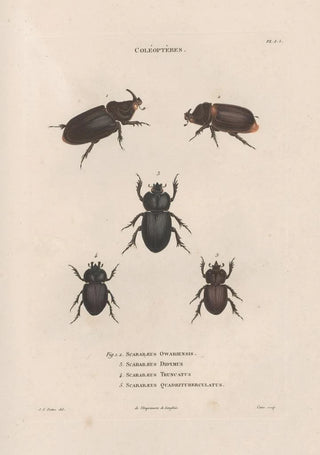 Jean Gabriel Pretre - Insectes recueillis en Afrique et en Amrique Pl21.webp