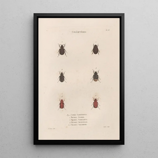 Jean Gabriel Pretre - Insectes recueillis en Afrique et en Amrique Pl25.webp