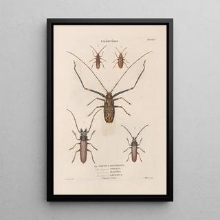 Jean Gabriel Pretre - Insectes recueillis en Afrique et en Amrique Pl33.webp