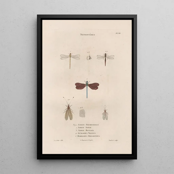 Jean Gabriel Pretre - Insectes recueillis en Afrique et en Amrique Pl63.webp