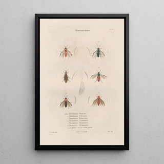 Jean Gabriel Pretre - Insectes recueillis en Afrique et en Amrique Pl65.webp