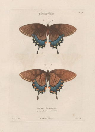 Jean Gabriel Pretre - Insectes recueillis en Afrique et en Amrique Pl75.webp