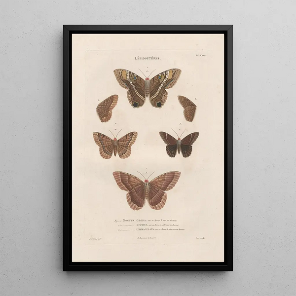 Jean Gabriel Pretre - Insectes recueillis en Afrique et en Amrique Pl77.webp