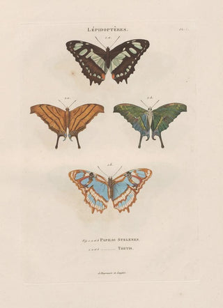 Jean Gabriel Pretre - Insectes recueillis en Afrique et en Amrique Pl79.webp