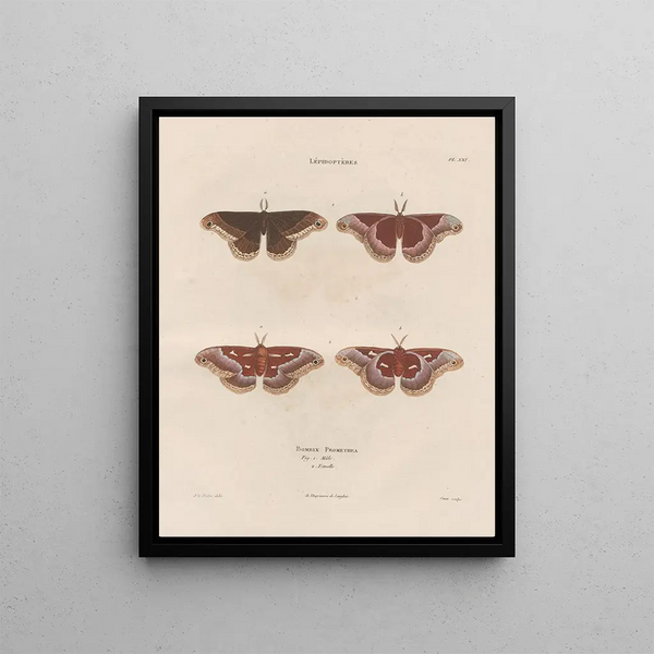 Jean Gabriel Pretre - Insectes recueillis en Afrique et en Amrique Pl85.webp