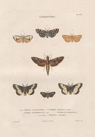 Jean Gabriel Pretre - Insectes recueillis en Afrique et en Amrique Pl87.webp
