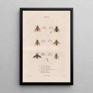 Jean Gabriel Pretre - Insectes recueillis en Afrique et en Amrique Pl89.webp