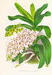 Aerides Odoratum - Jean Jules Linden — vy av konstverket