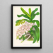 Aerides Odoratum - Jean Jules Linden — inramlat konstverk på väggen