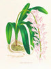 Aerides augustianum - Jean Jules Linden — vy av konstverket