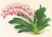 Aerides maculosum - Jean Jules Linden — vy av konstverket
