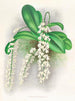 Citrate d'Angraecum - Jean Jules Linden — vy av konstverket