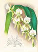 Angraecum eburneum var superbum - Jean Jules Linden — vy av konstverket