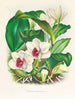 Bifrenaria harrisoniae - Jean Jules Linden — vy av konstverket