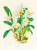 Lobe de Bolbophyllum - Jean Jules Linden — vy av konstverket