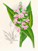 Calanthe Masuca - Jean Jules Linden — vy av konstverket