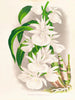 Catasetum bungerothi - Jean Jules Linden — vy av konstverket
