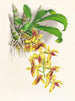 Catasetum galeritus - Jean Jules Linden — vy av konstverket