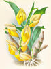 Catasetum macrocarpum - Jean Jules Linden — vy av konstverket