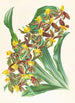 Catasetum rodigasianum - Jean Jules Linden — vy av konstverket