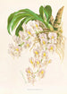 Catasetum tigrinum - Jean Jules Linden — vy av konstverket