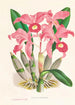 Cattleya Lawrenceana - Jean Jules Linden — vy av konstverket