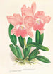 Cattleya Malouana - Jean Jules Linden — vy av konstverket