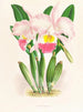 Cattleya Mendeli - Jean Jules Linden — vy av konstverket