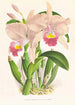 Cattleya Trianae - Jean Jules Linden — vy av konstverket