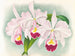Cattleya trianae var. Martin Cahuzac - Jean Jules Linden — vy av konstverket