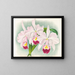 Cattleya trianae var. Martin Cahuzac - Jean Jules Linden — inramlat konstverk på väggen