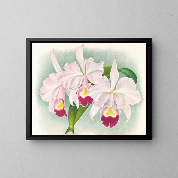 Cattleya trianae var. Martin Cahuzac - Jean Jules Linden — inramlat konstverk på väggen
