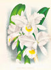 Cattleya Trianae var Pallida - Jean Jules Linden — vy av konstverket