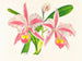 Cattleya trianae var. striata - Jean Jules Linden — vy av konstverket