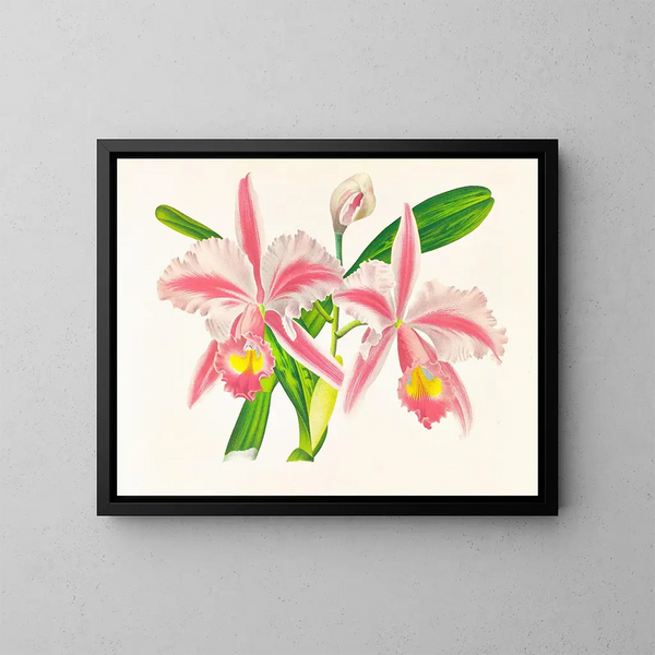Cattleya trianae var. striata - Jean Jules Linden — inramlat konstverk på väggen