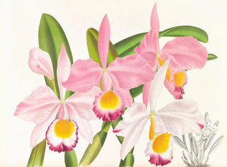 Cattleya eldorado - Jean Jules Linden — vy av konstverket