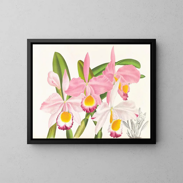 Cattleya eldorado - Jean Jules Linden — inramlat konstverk på väggen