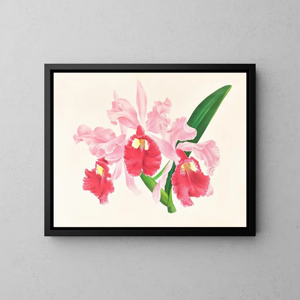 Cattleya gigas - Jean Jules Linden — inramlat konstverk på väggen