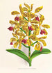 Cattleya guttata - Jean Jules Linden — vy av konstverket