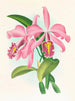 Cattleya maxima - Jean Jules Linden — vy av konstverket